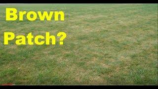 Wet Summer Cool Season Lawn Tips : Brown Patch