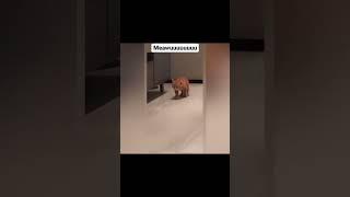 Meawuuuuuuuuu  Day 1 #recommended #shortsvideo #cat #cats #catshorts #catvideos