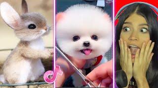 Los Animales más TIERNOS de TikTok