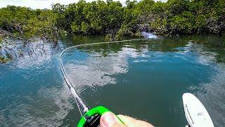 Pristine Mangrove Creek Fishing