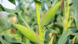 Costs of Growing 1 Acre of Maize in Northern Uganda