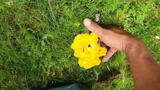 Picking Swedish Mushrooms  Kantarell