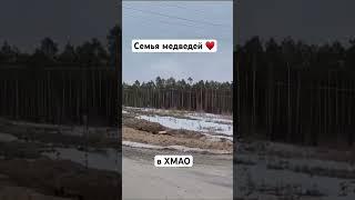 Семья медведей в ХМАО