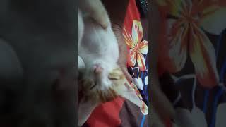 My Cats