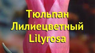 Тюльпан лилиецветный Лилироза. Краткий обзор, описание характеристик, где купить луковицы Lilyrosa