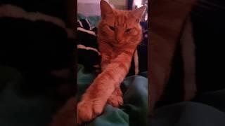 Who's that MonkFish #catshorts #cat #orangecat #munki #pets #catvideos