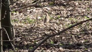 Canon PowerShot SX130 IS Bird Test Footage