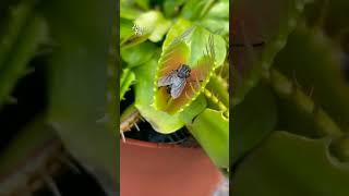 House Fly | Venus Fly Trap | Dionaea Muscipula | #insectkiller #flytrap #shortsfeed #shorts