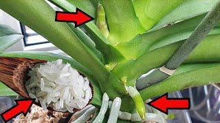 Just Rice! Orchids grow roots and bloom overnight! Very simple