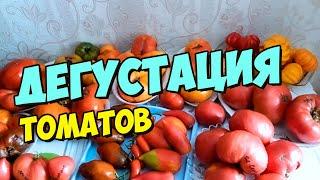 Дегустация томатов, урожая 2020г.