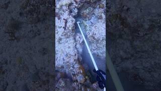 Nice catch in this hole! #lobstering #lobster #diving