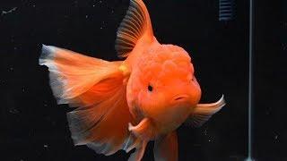 Why Did My Goldfish Die So Fast? (Beginner Care)