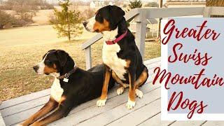 My Greater Swiss Mountain Dogs!