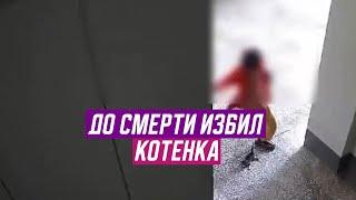 До смерти избил котенка. Новости Дагестана за 3.10. 2024 год