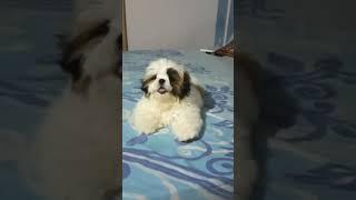 Shih tzu puppy barking  #shorts #shihtzu