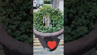 Jade plant topiary#plants #garden #gardening #diy #youtubeshorts #shorts