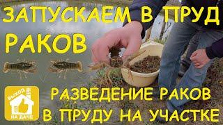 Запускаем раков в пруд возле дома   Разведение раков в водоеме на участке   Речной рак в пруду 4K