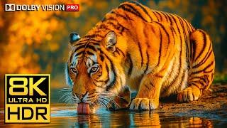 INSANE 8K 120FPS Footage – Dolby Vision™ HDR at Its Peak | 8K Video ULTRA HD