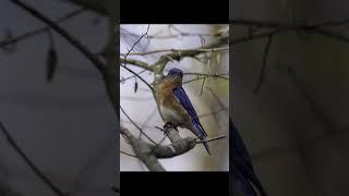 photographing Easter Bluebird