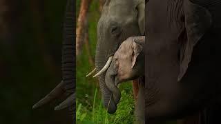 Elephant #hathi
