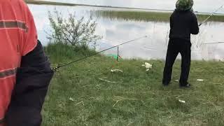 Качиры 2018.06.18