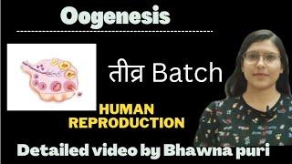 Oogenesis||Human Reproduction|| Class-12th|| Ch-3|| Biology by Bhawna puri