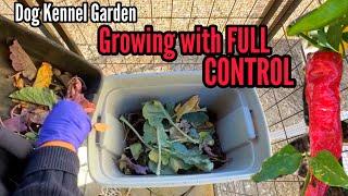 Small Space Gardening w/FULL CONTROL in Container Garden Growing Food Cheap with Free Soil