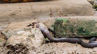 Cobra vs Toad | Planet Earth III | BBC Earth