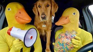 Rubber Ducky Surprises Puppy & Wolf with Car Ride Chase !