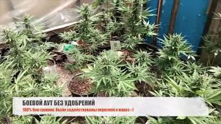 AK Peace Auto, Critical 420 Auto, сорта Скороход и Черномор, семена конопли из Крыма