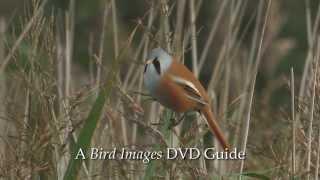 Birdwatching at RSPB Titchwell Marsh