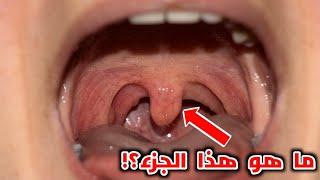 ما وظيفة هذا الجزء في اجسامنا_How uvula works