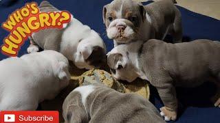 How I Feed My 6 Week Old English Bulldog Puppies | Major Update️