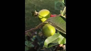 Hybrid Kashmiri plant