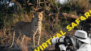 Majestic Male Leopard On A Mission- TWIV # 237