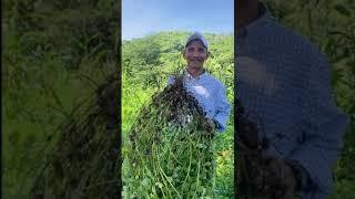 ASISTENCIA TÉCNCIA DEL CENTA EN CULTIVO DE MANÍ.