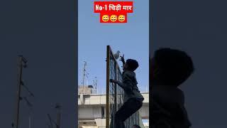 Delhi kabootar bazi pigeon catcher kabutar पकड़ा #shortvideo