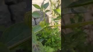 Physalis angulataPlant | Peruvian groundcherryPlant .#shorts #short #shortsviral #fruit #garden