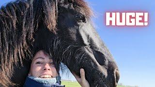As Tall as Her mom QueenUniek! | Kick Rising Star⭐! | Friesian Horses