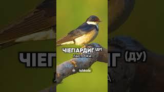 Кхин а муьлха олхазарш девза хьуна нохчийн маттахь️