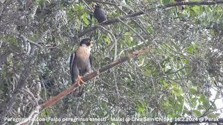 Peregrine Falcon (Falco peregrinus ernesti - Male) @ Chiu S C DSCN2735