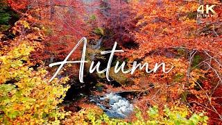  Enchanting Autumn Nature Scenes with Forest Sounds & Peaceful Music  12 Hours