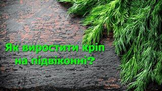 Як виростити кріп на підвіконні