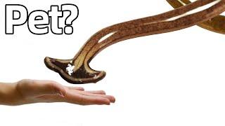 I Bought a Pet Venomous Snake-like Worm (yes, really)