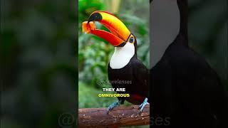 Toucan | One Of The Most Unique Birds On Earth