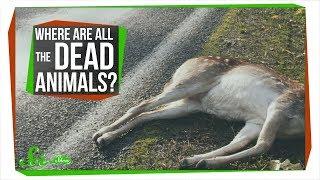 Where Are All the Dead Animals?