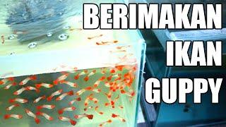 feed guppies with pellets