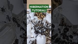 How Do I HIBERNATE My ANTS? ️