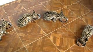 SERVAL KITTENS -SUPPER TIME!!! "GET OUT OF MY FOOD!!!"