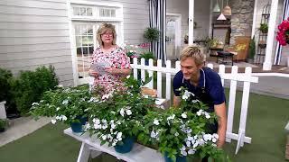 Roberta's 1-piece Proven Winners Fairytale Bride Hydrangea Plant on QVC